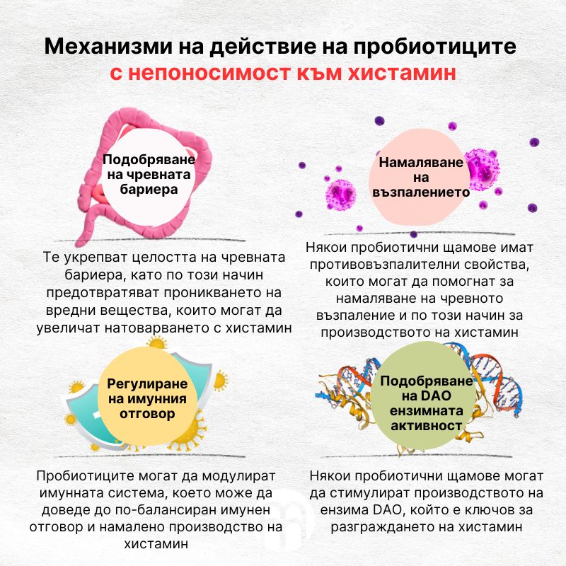 (Bulharština) Mechanismy účinku probiotik  při histaminové intoleranci